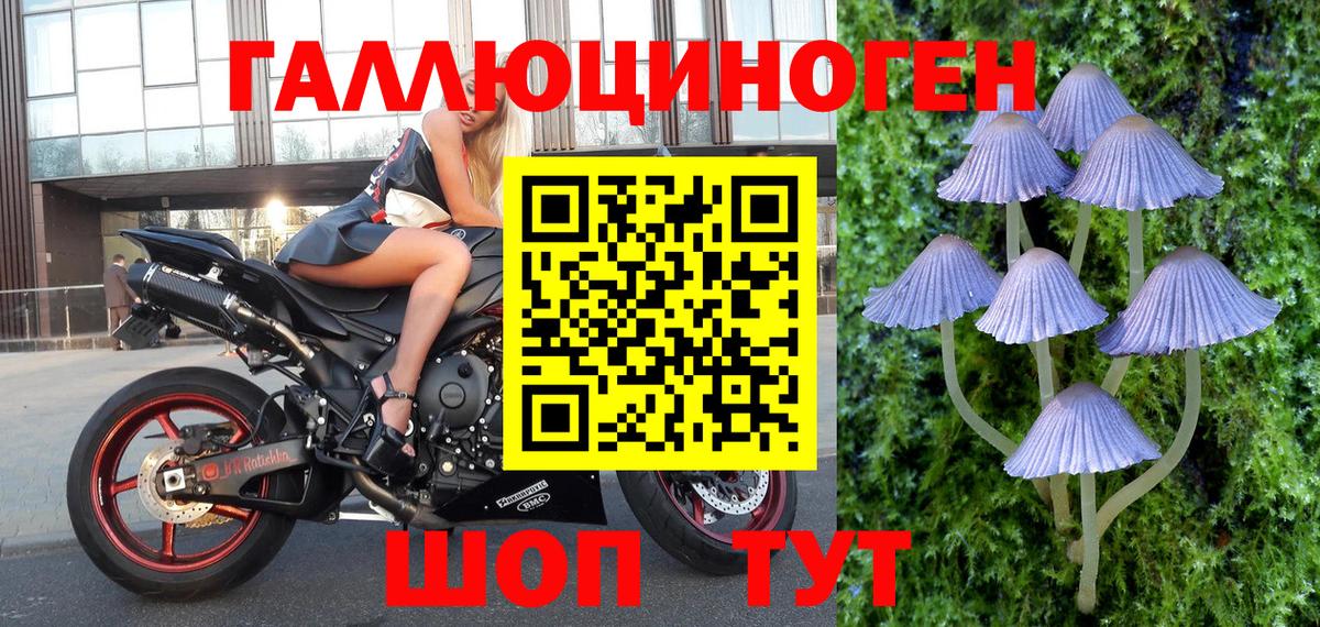 Зеленогорск  Псилоцибиновые грибы Cubensis  сколько стоит  Вход с VPN 